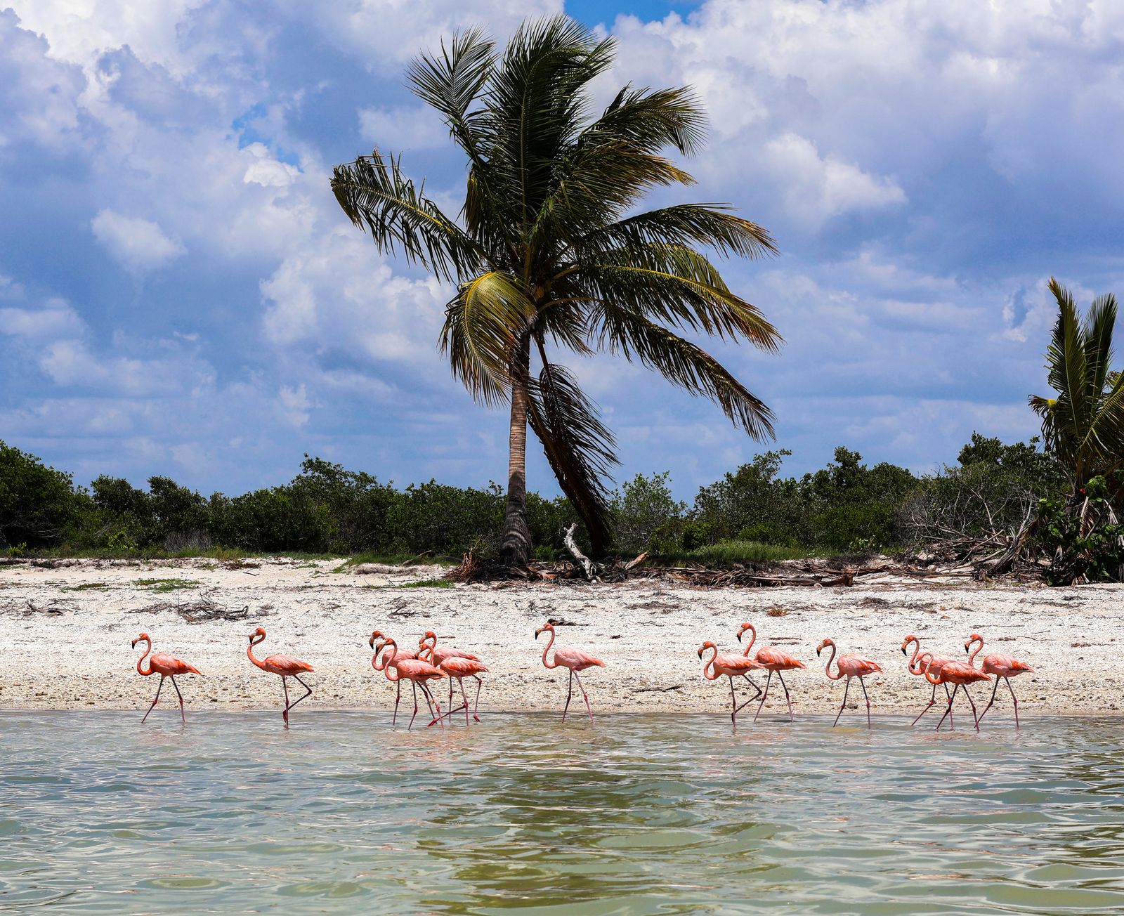 Celestún — destino de tipo ecoturismo