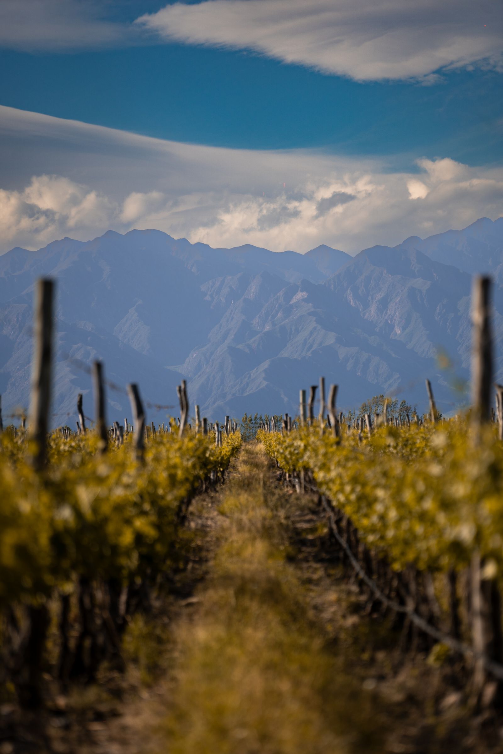 Mendoza — destino de tipo vinícola