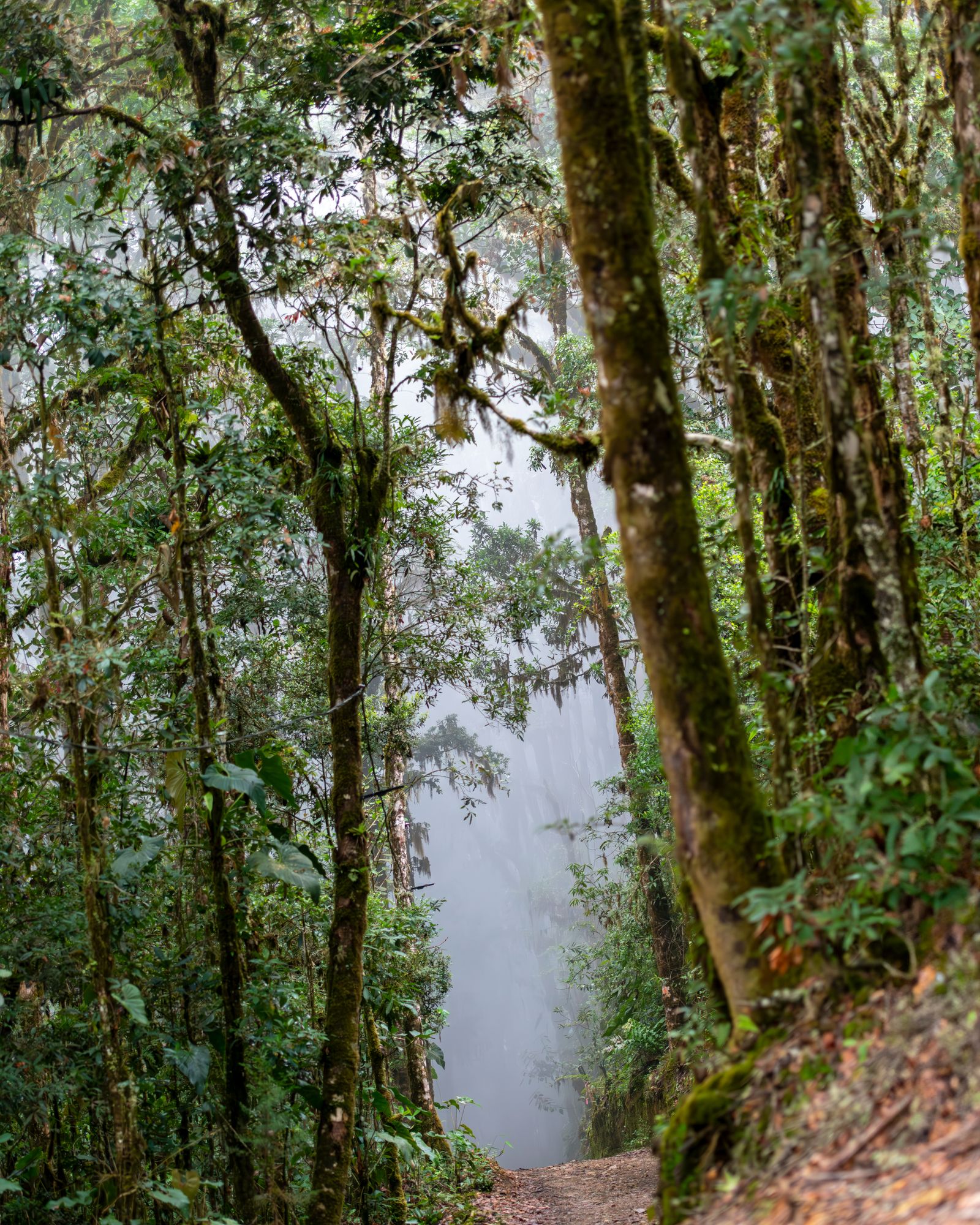 Monteverde — destino de tipo ecoturismo